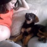 Mother Tells Her Puppy Junie She Is Pregnant And She Approves