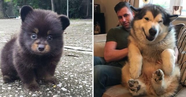 puppy that looks like a bear cub