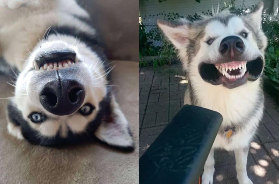 11 Surprised Dogs Reactions Will Make You Laugh