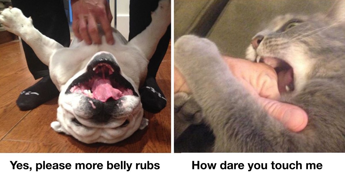 The TRUE Difference Between Dogs And Cats