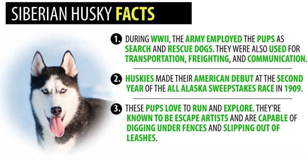 9 Awesome Facts About Siberian Huskies