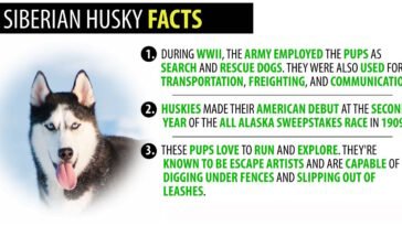 9 Awesome Facts About Siberian Huskies