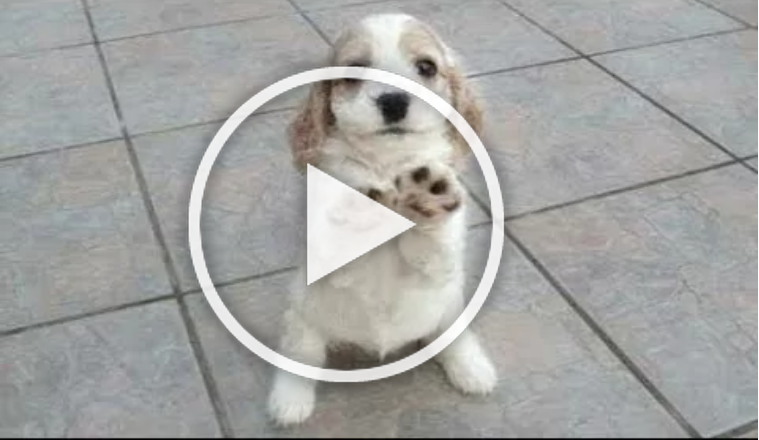 Cute Dogs Demanding Petting Compilation