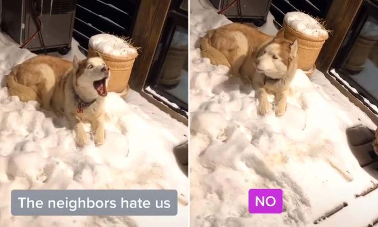 10 Funny Pics To Illustrate That Dogs Are Their Own Masters