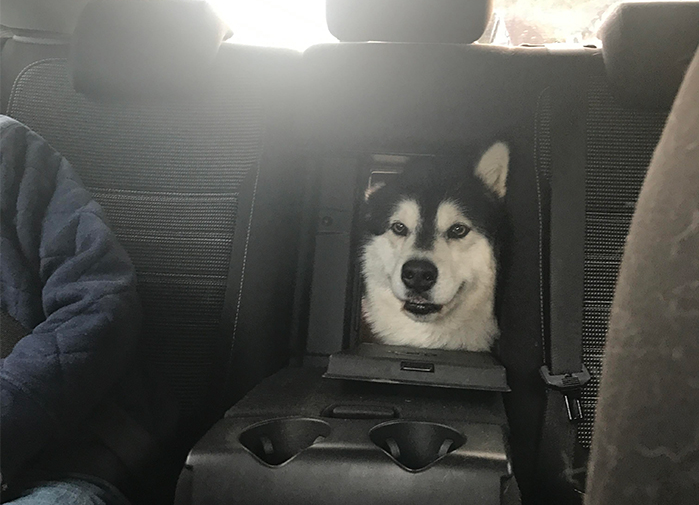 10 Hilarious Photos Of Dogs Acting Weird Funny Photos
