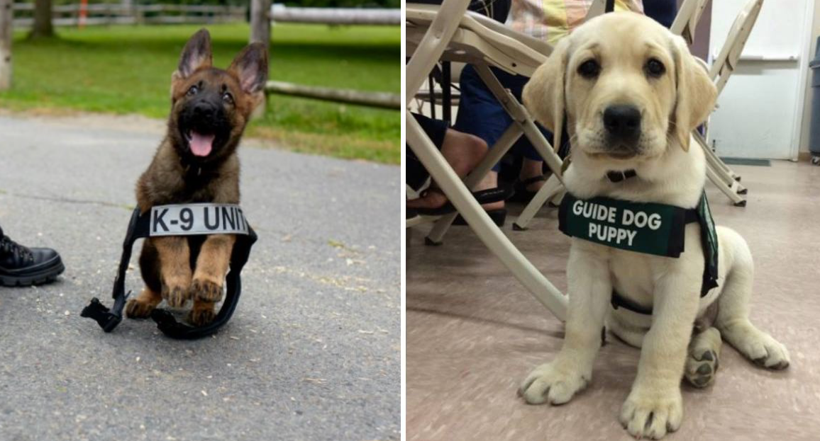 10 Lovable Puppies On Their First Day In A New Job