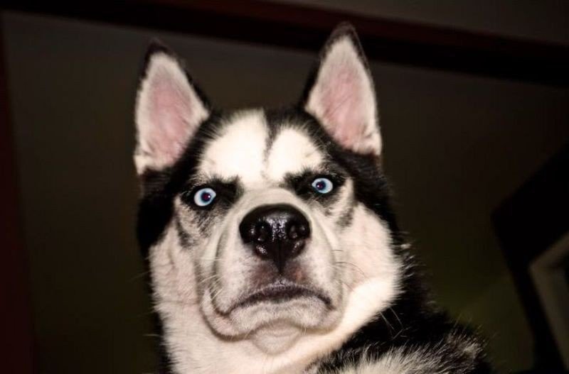 10 Grumpy Dogs That Are Not Talking To You Anymore