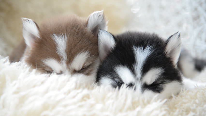 husky babies sleeping