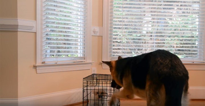 Puppy kept escaping from her kennel