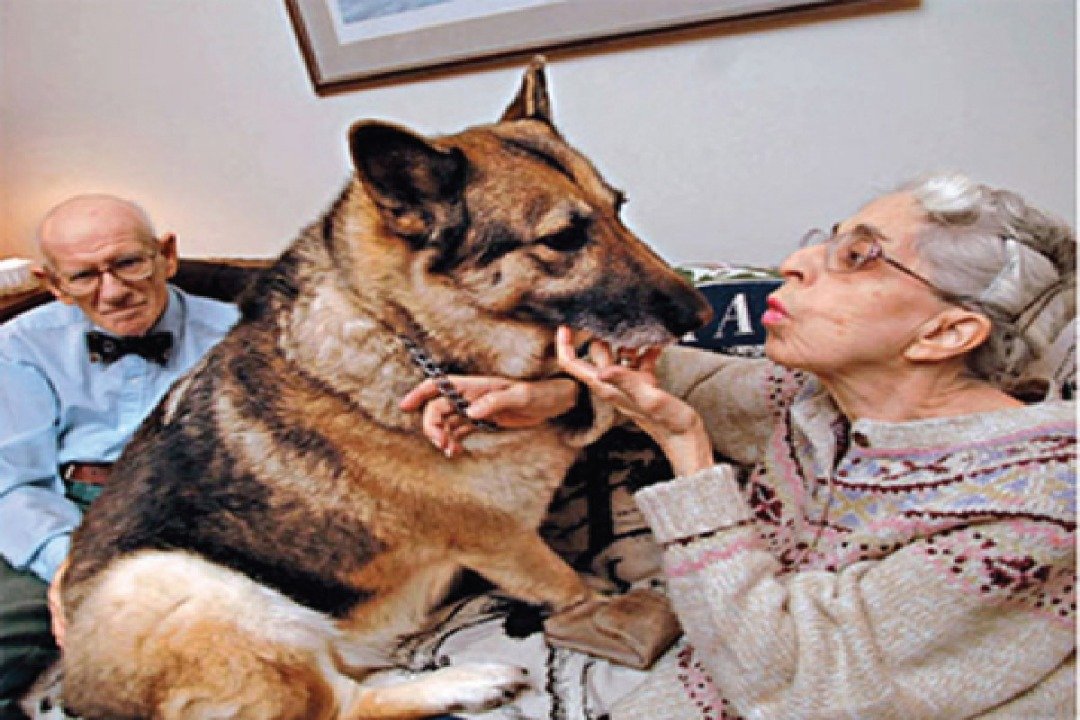 These Are 5 Heroic Pets Who Saved People’s Lives Heroic Pets Who Saved People’s Lives