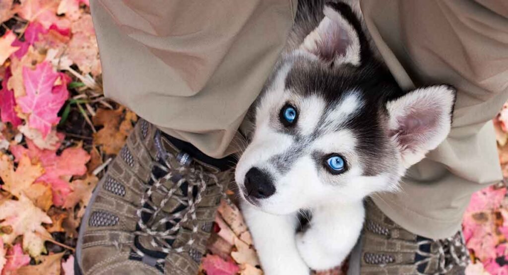 welcome a husky in your life