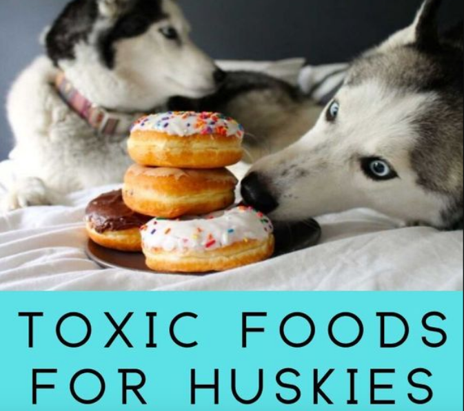 Most Toxic Foods To Dogs