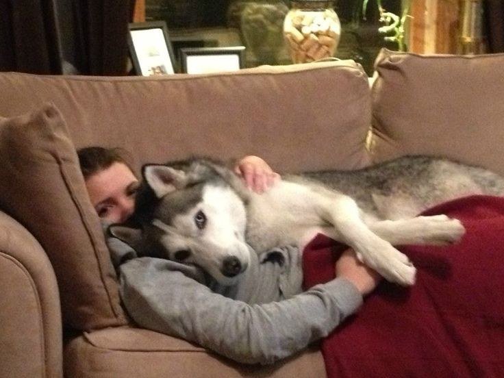 your husky is your soulmate