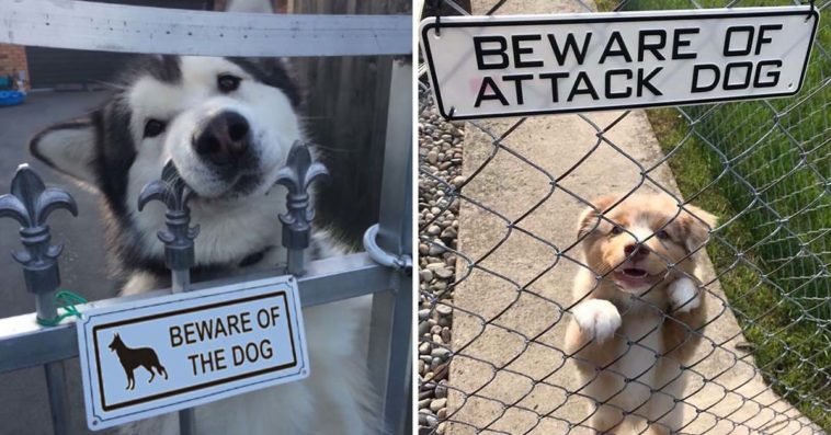 Beware Of Dog Sign