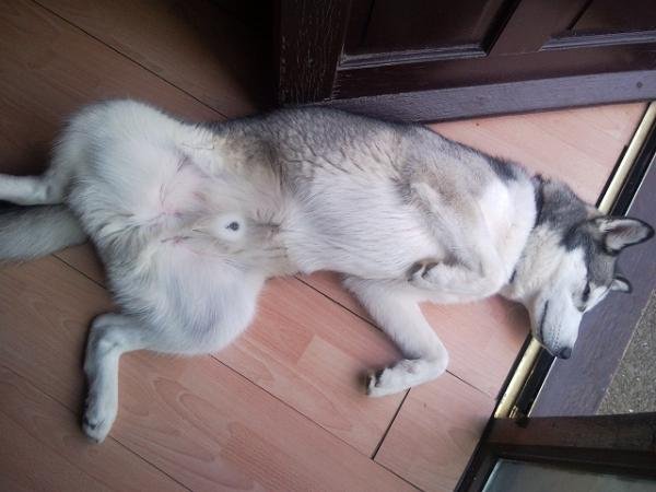 10 Funny Pics Showing What it Means To Be A Sleepy Dog 10 Funny Pics Showing What it Means To Be A Sleepy Dog
