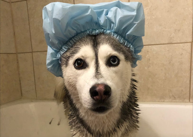 12 Adorable Dogs That Wish Bath Time Lasted All Day Long Adorable Dogs That Wish Bath Time Lasted All Day Long