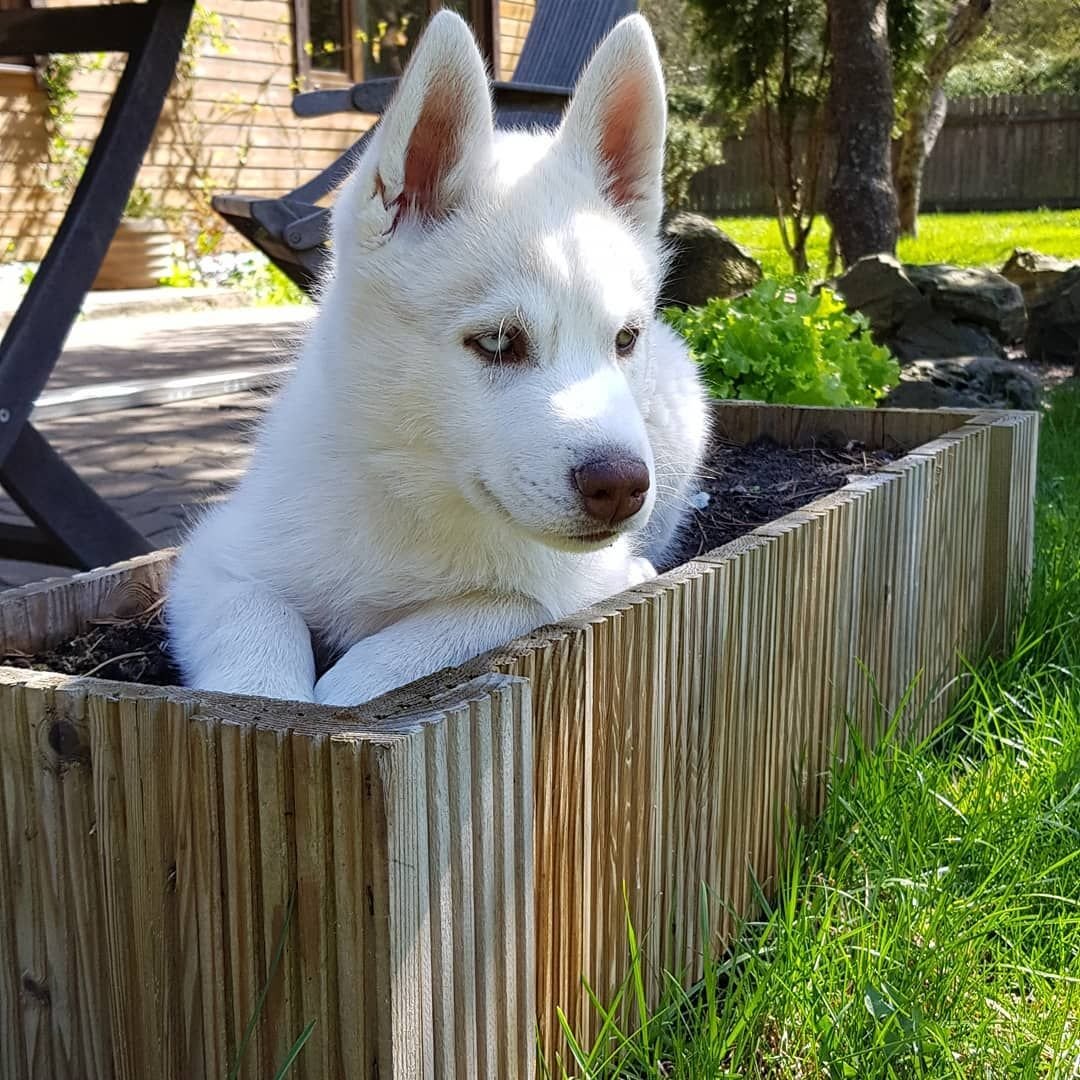 Pets Who Are Convinced They're Actually Plants