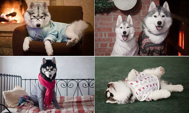 Russian photographer dresses Siberian Huskies in human clothes and they look amazing