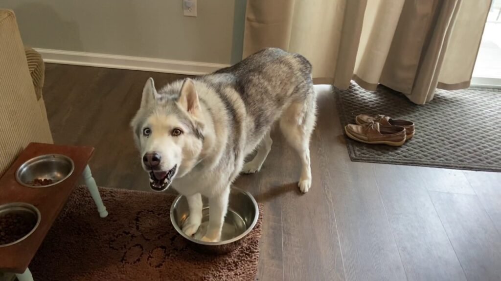 10 Adorable Puppies Experiencing Water For The First Time