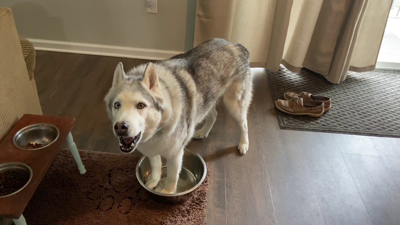 10 Adorable Puppies Experiencing Water For The First Time 10 Adorable Puppies Experiencing Water For The First Time