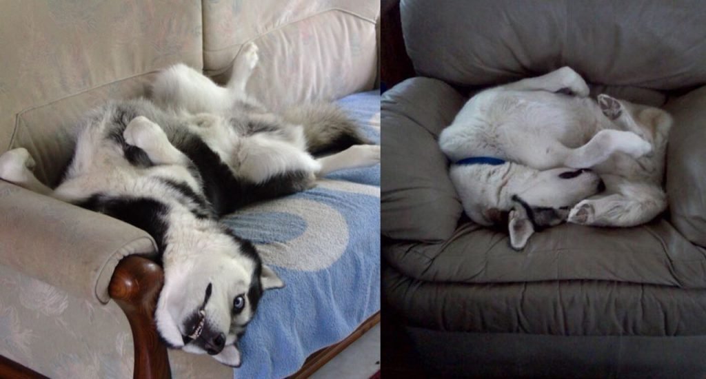 15 Of The Weirdest But Truly Wonderful Husky Sleeping Positions