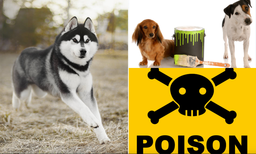 10 Household Items That Are Poisonous to Dogs Household Items That Are Poisonous to Dogs
