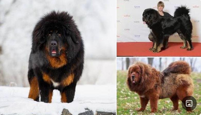 11 rare dog breeds you maybe have never heard of