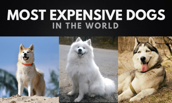 The most expensive dogs