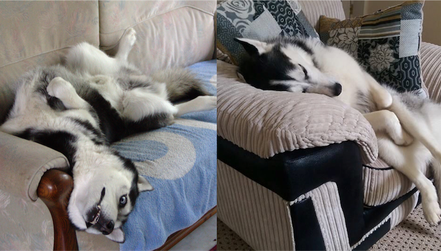 15 Weird positions dogs are comfortable with positions dogs are comfortable