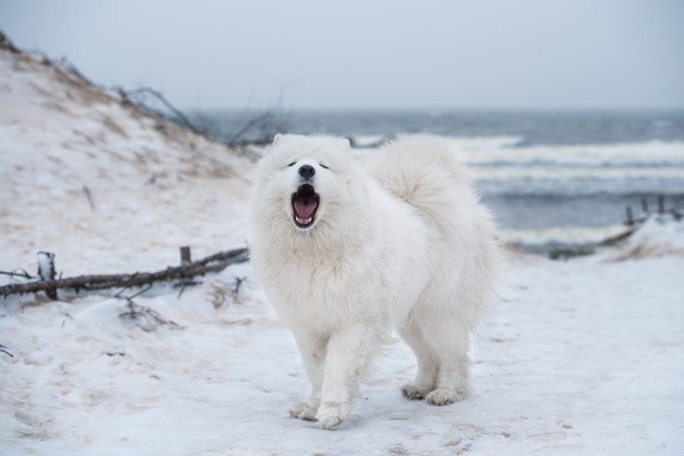 The 10 Dog Breeds That Bark The Most top 10 barking dogs