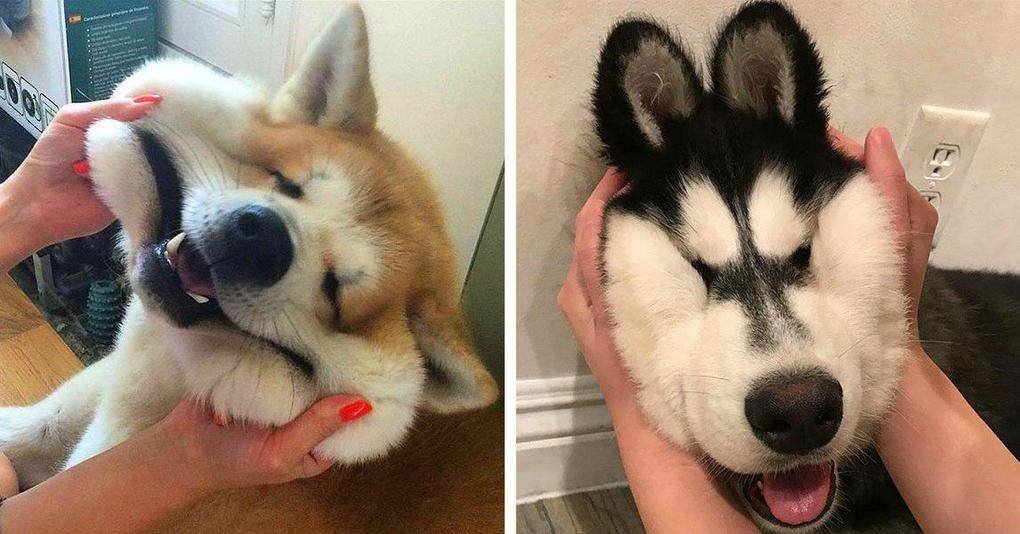 10 Pictures of Cute and Funny Husky Facial Expressions