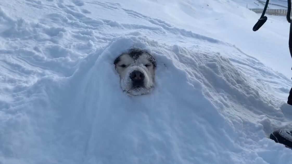 10 Huskies That Are Totally Cool With Getting 'Buried' In The Snow