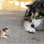 Malamute meets a tiny kitten