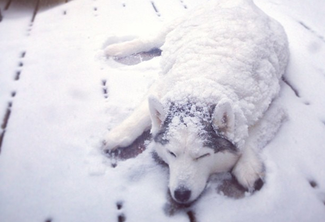 Funny Pics Of Dogs Who Are Not Happy About Winter Season