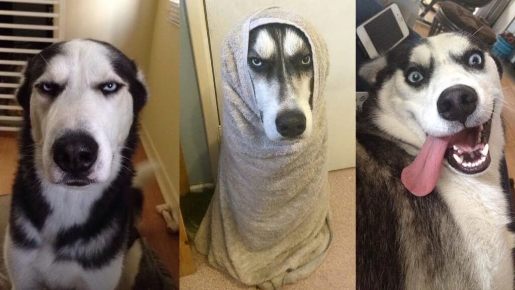 10 Funny Pictures Of ‘Super Worried’ Pets About Their Life