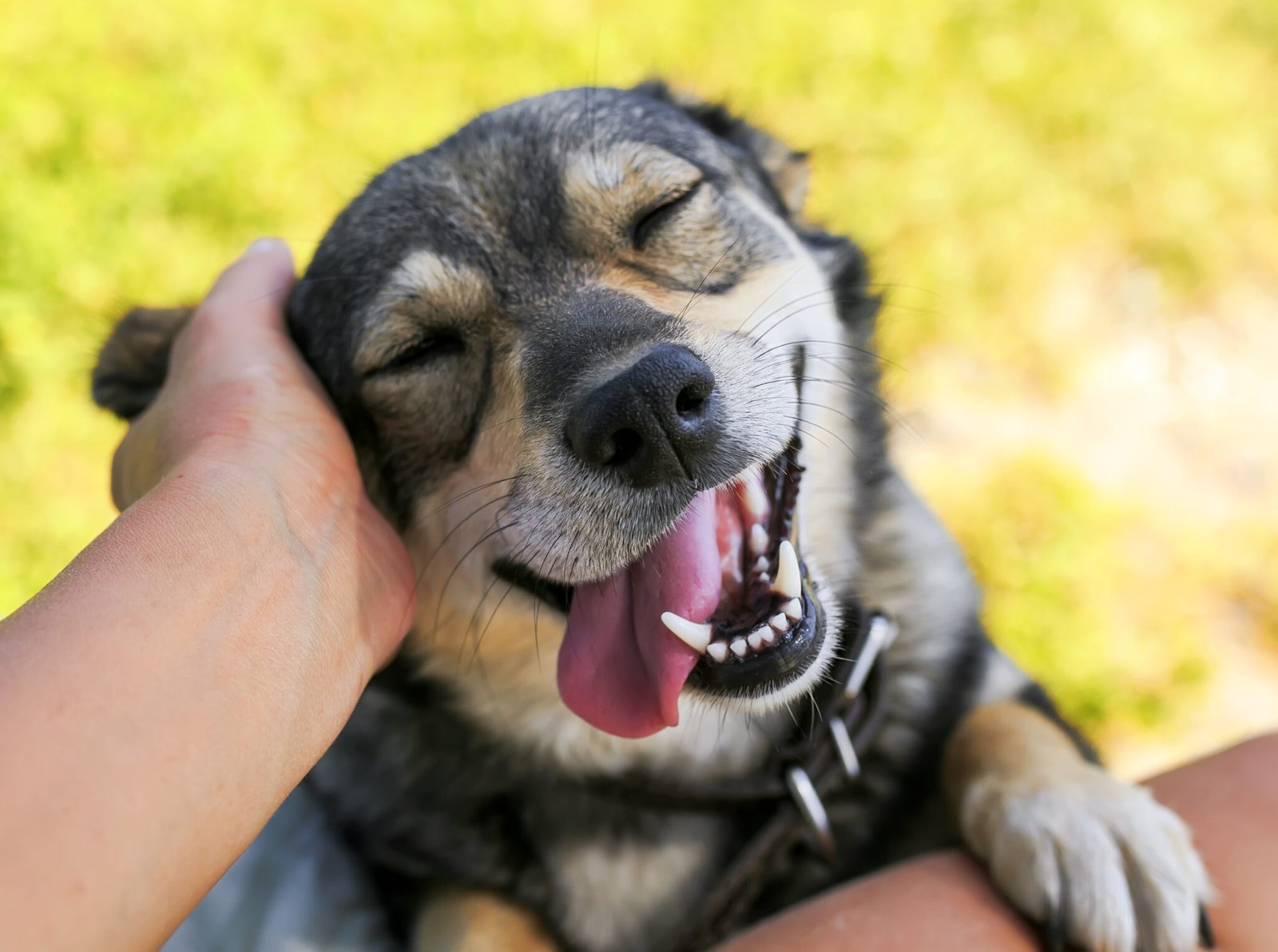 10 Self Satisfied Dogs With Their Accomplishments