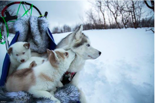 exploring snow