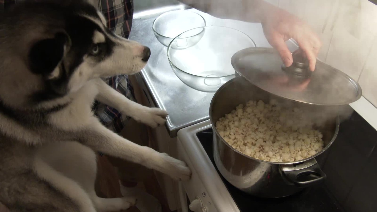 Would ya please give this Husky his popcorn already? Siberian Husky absolutely obsessed with popcorn