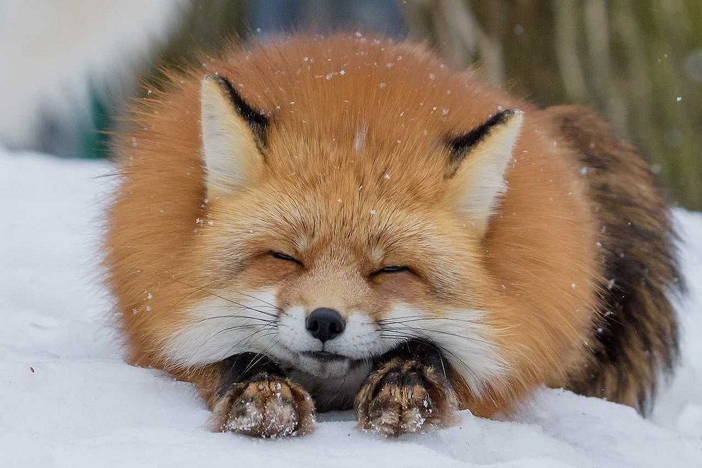 These 10 Pictures Prove That Foxes Are Extremely Loving Creatures