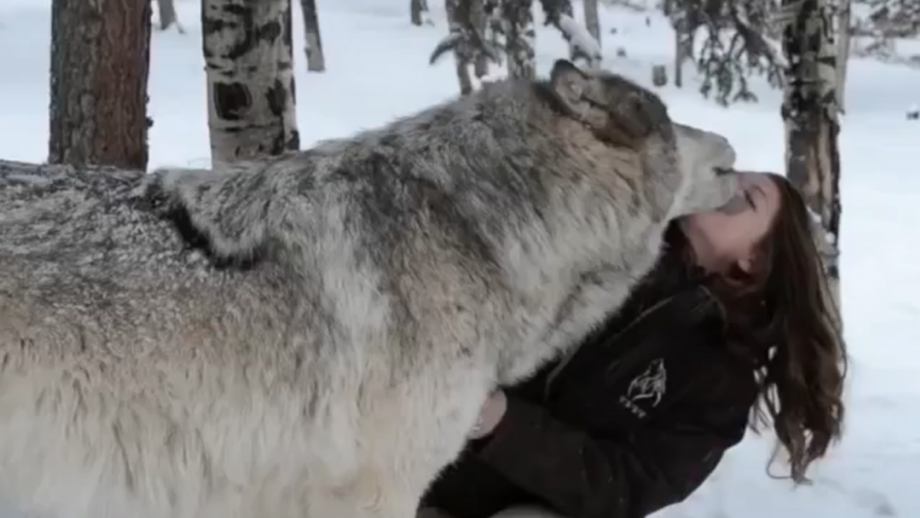 This is what happened to this girl who goes near a giant wolf. OMG