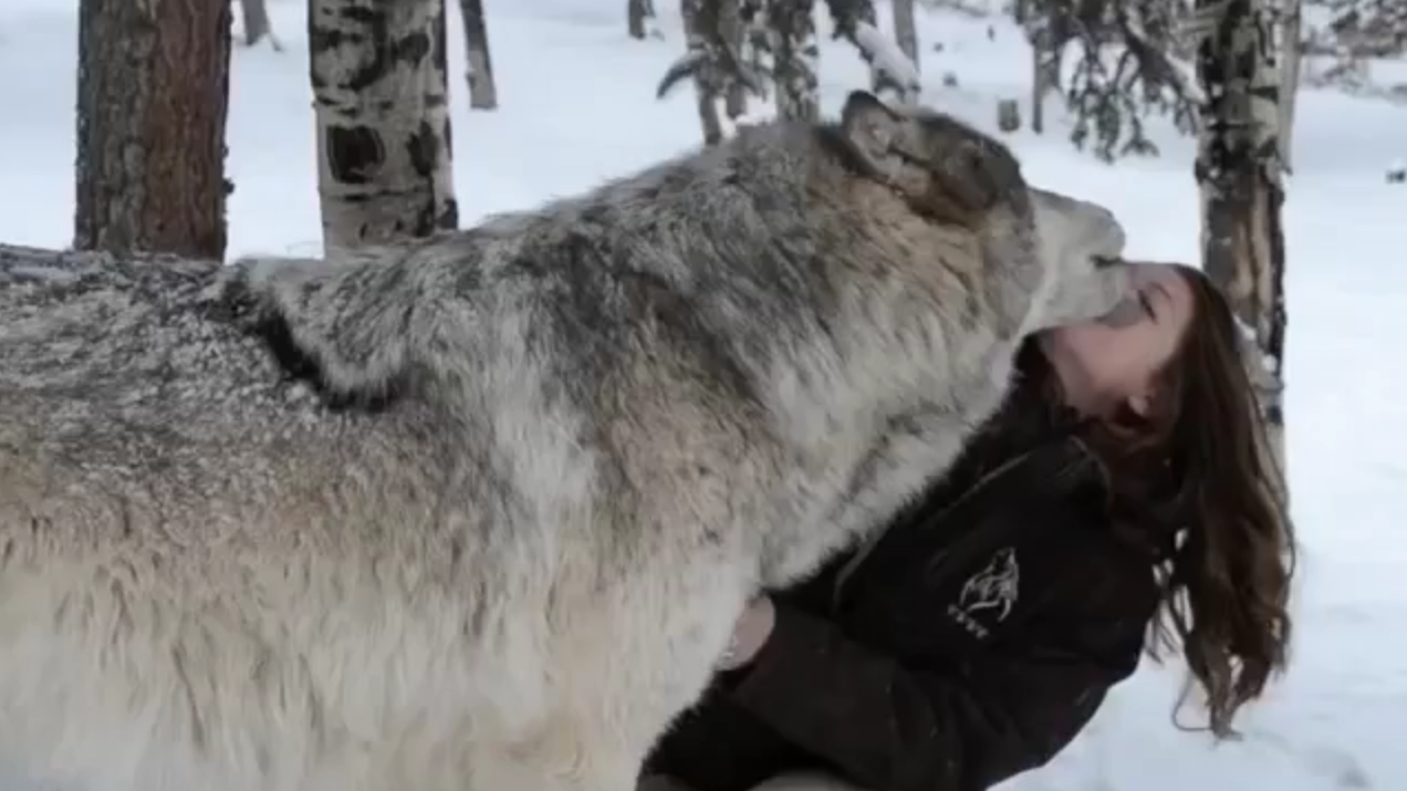 This is what happened to this girl who goes near a giant wolf. OMG - OHL