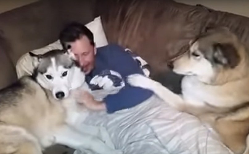 jealous husky