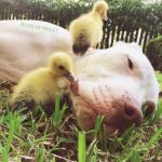 Ducklings became best buds with a Pit Bull