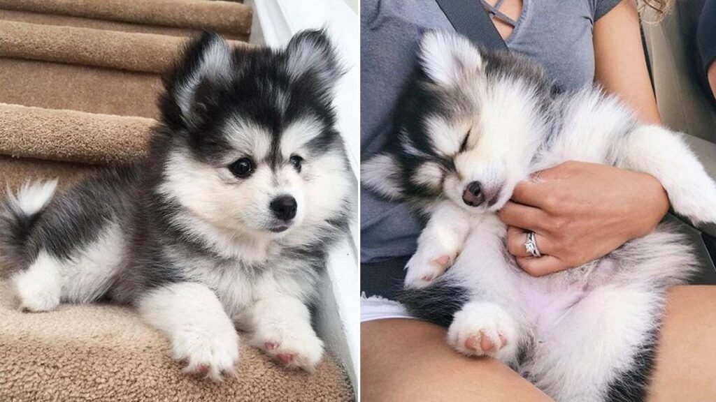 11 Precious Puppies Who Are Here To Steal Your Heart