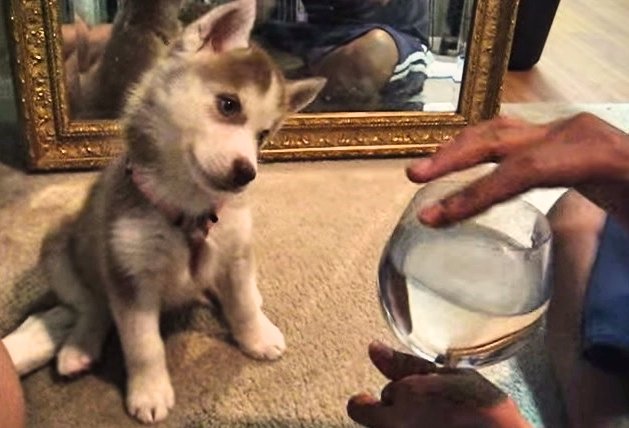 Huskies and the Wine Glass