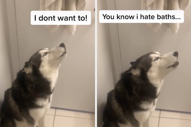 10 Things That Dogs Hate But We Do Because We Can’t Resist