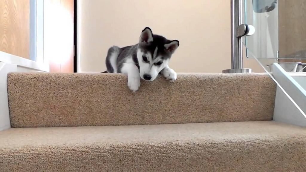 Watch 10 Absolutely Adorable Baby Animals Walking for the First Time