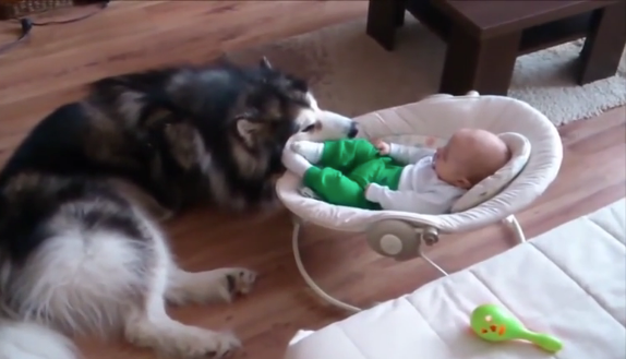 Alaskan Malamute Dog Love This Baby