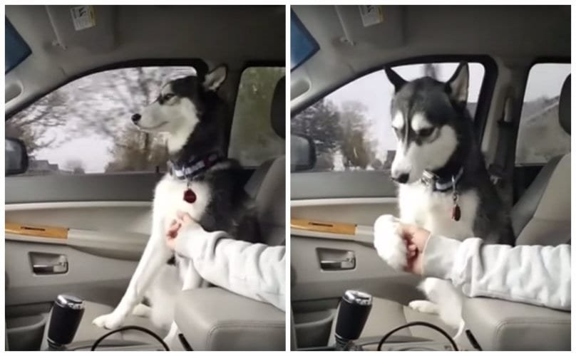 Husky Thinks Belly Rubs Are A Lot More Important Than Owner’s Control Of Car