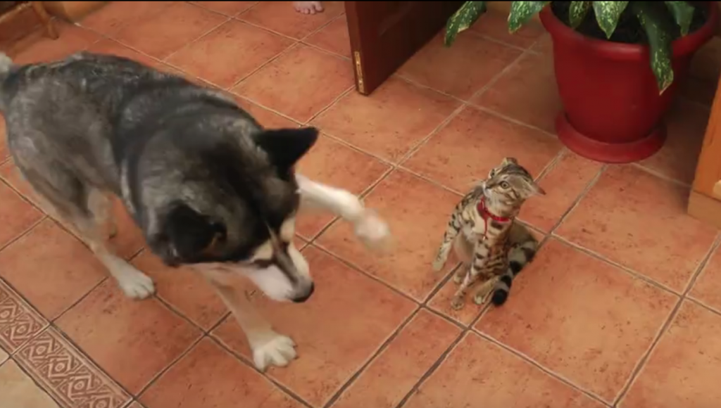 Introducing a Husky With a Cat